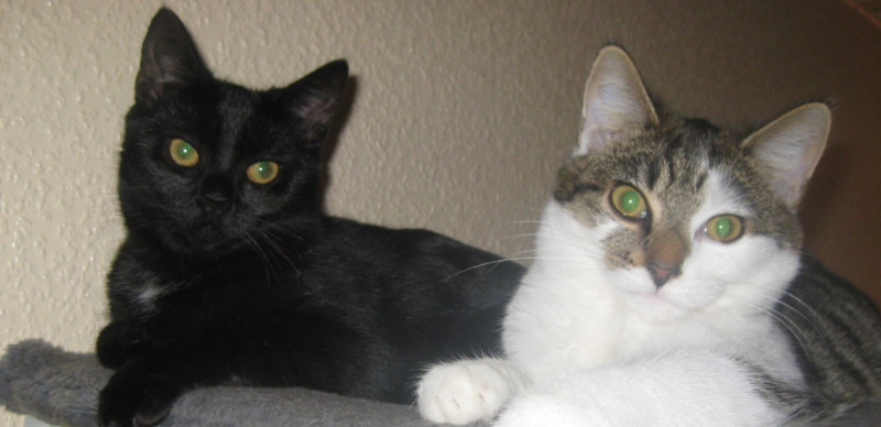 Katze entspannt in vertrauter Umgebung